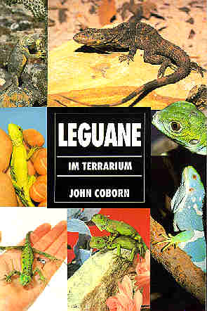 Leguane im Terrarium